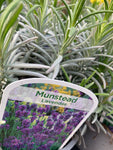 Lavender 'Munstead' Plants (12 cm Dia Pots) Free UK Postage