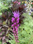 Liatris spicata or Gayfeather (Corms to Plant Yourself) Free UK Postage