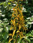 Ligularia dentata 'The Rocket' (Budding Sections of Bare Root) Free UK Postage