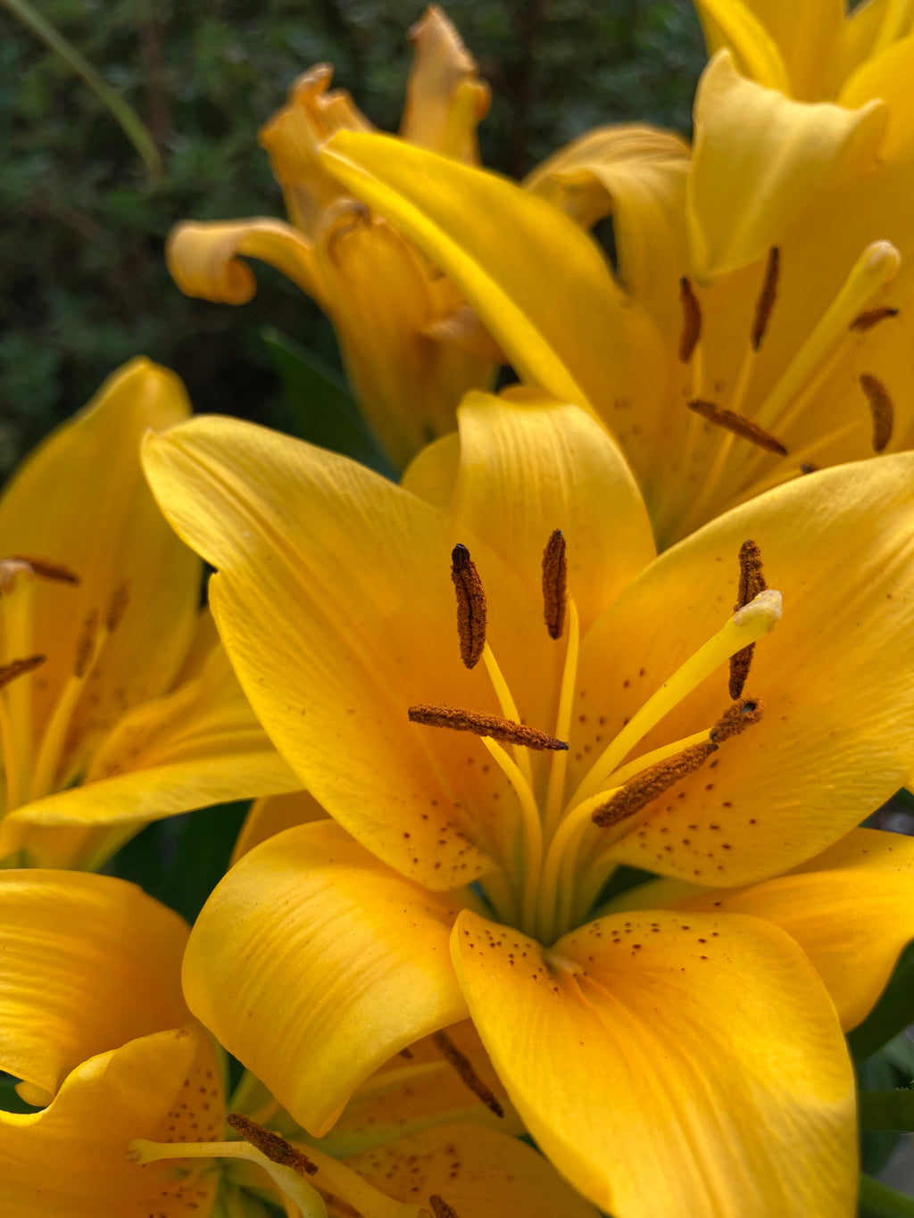 Yellow Tiger Lily Bulbs or Lilium orientalis (Bulbs) Free UK Postage