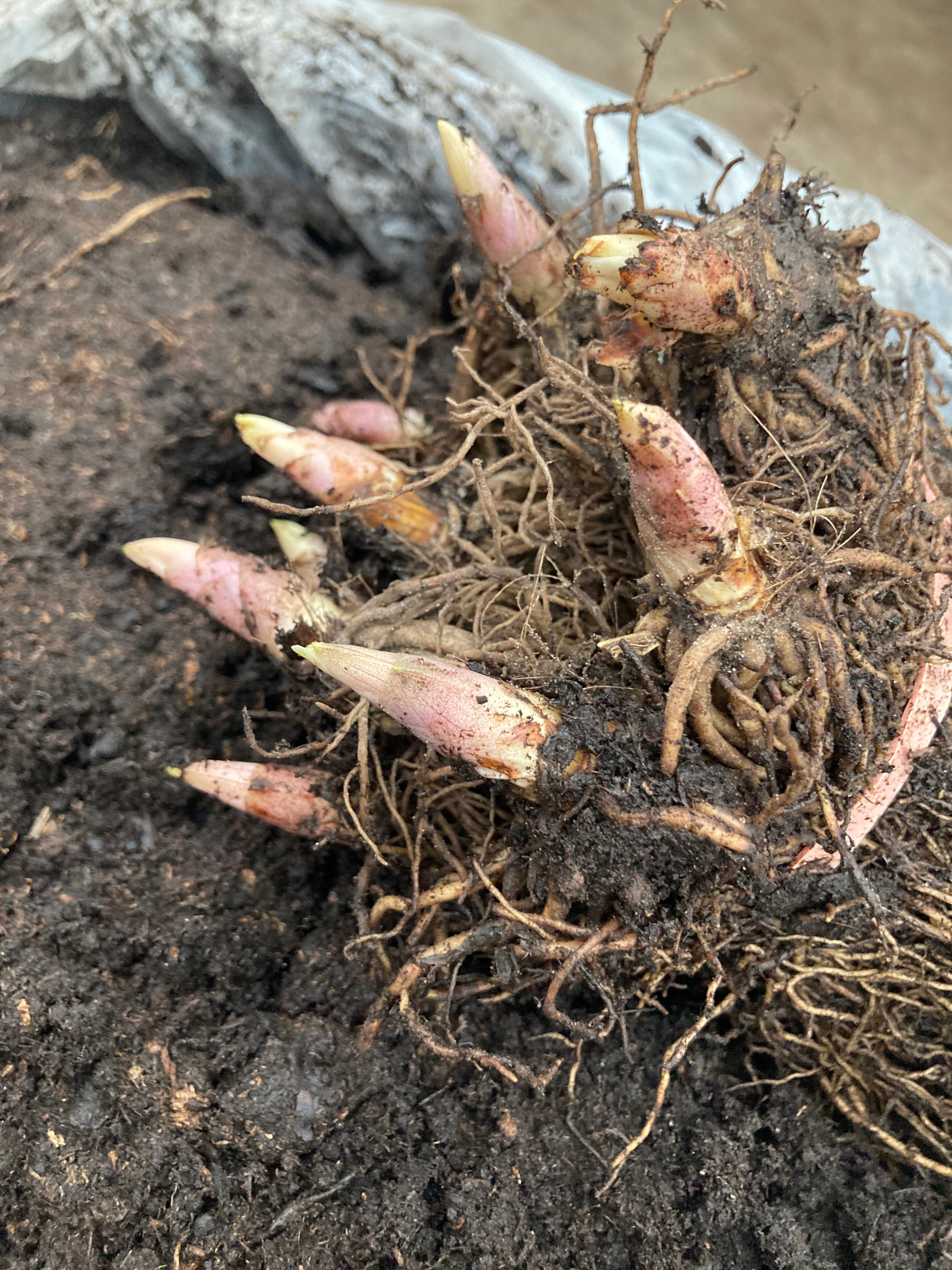 Bare Root Lily of the Valley (Convallaria majalis) Free UK Postage