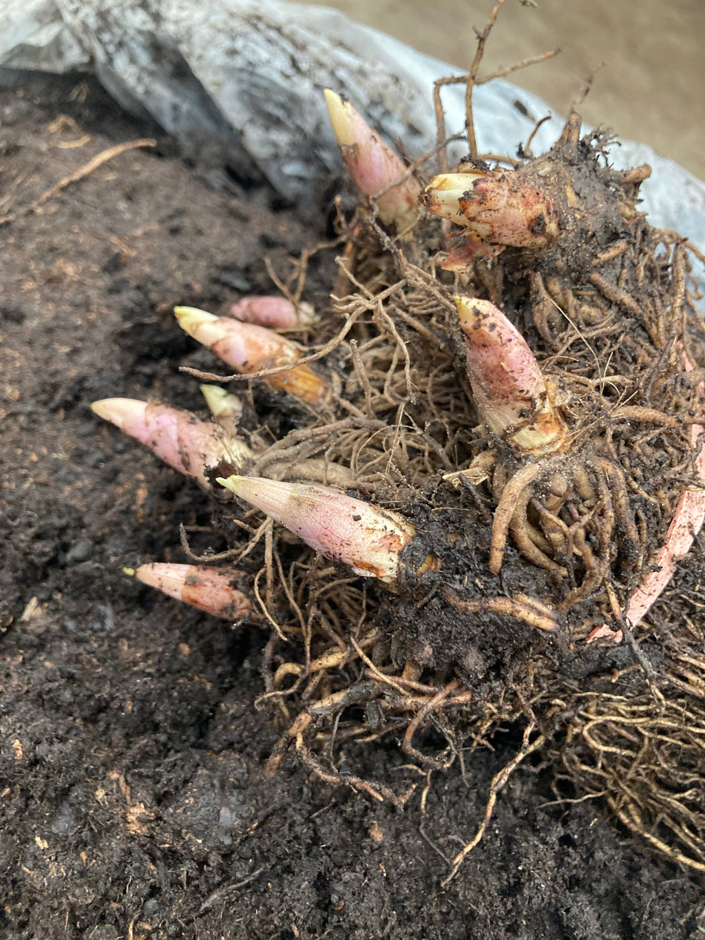 Bare Root Lily of the Valley (Convallaria majalis) Free UK Postage