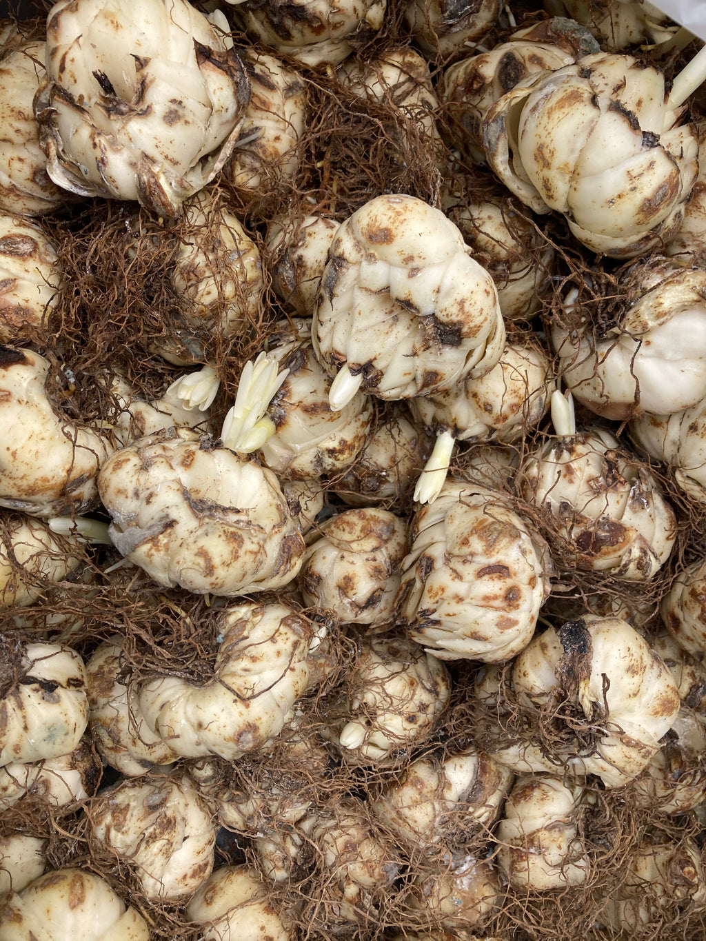 Red Tiger Lily or Lilium orientalis (Bulbs) Free UK postage