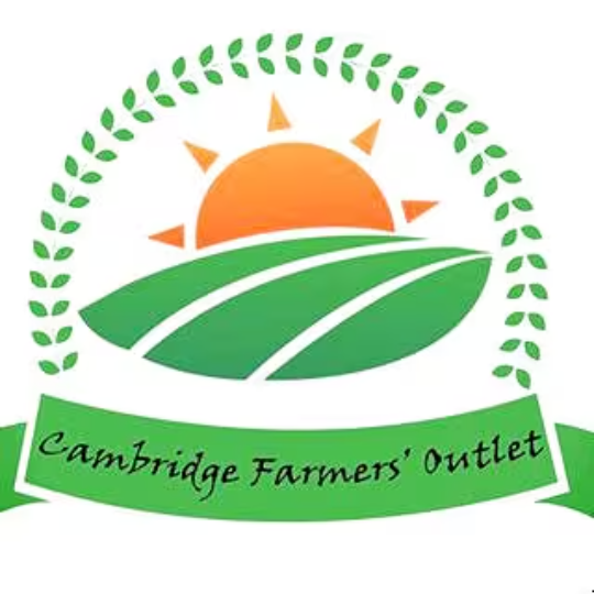 Ixiolirion tataricum (Bulbs) Free UK Postage