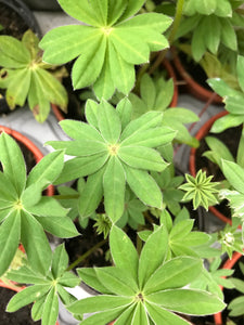 Lupins in 9cm Pots (Mixed Colours) Free UK Postage