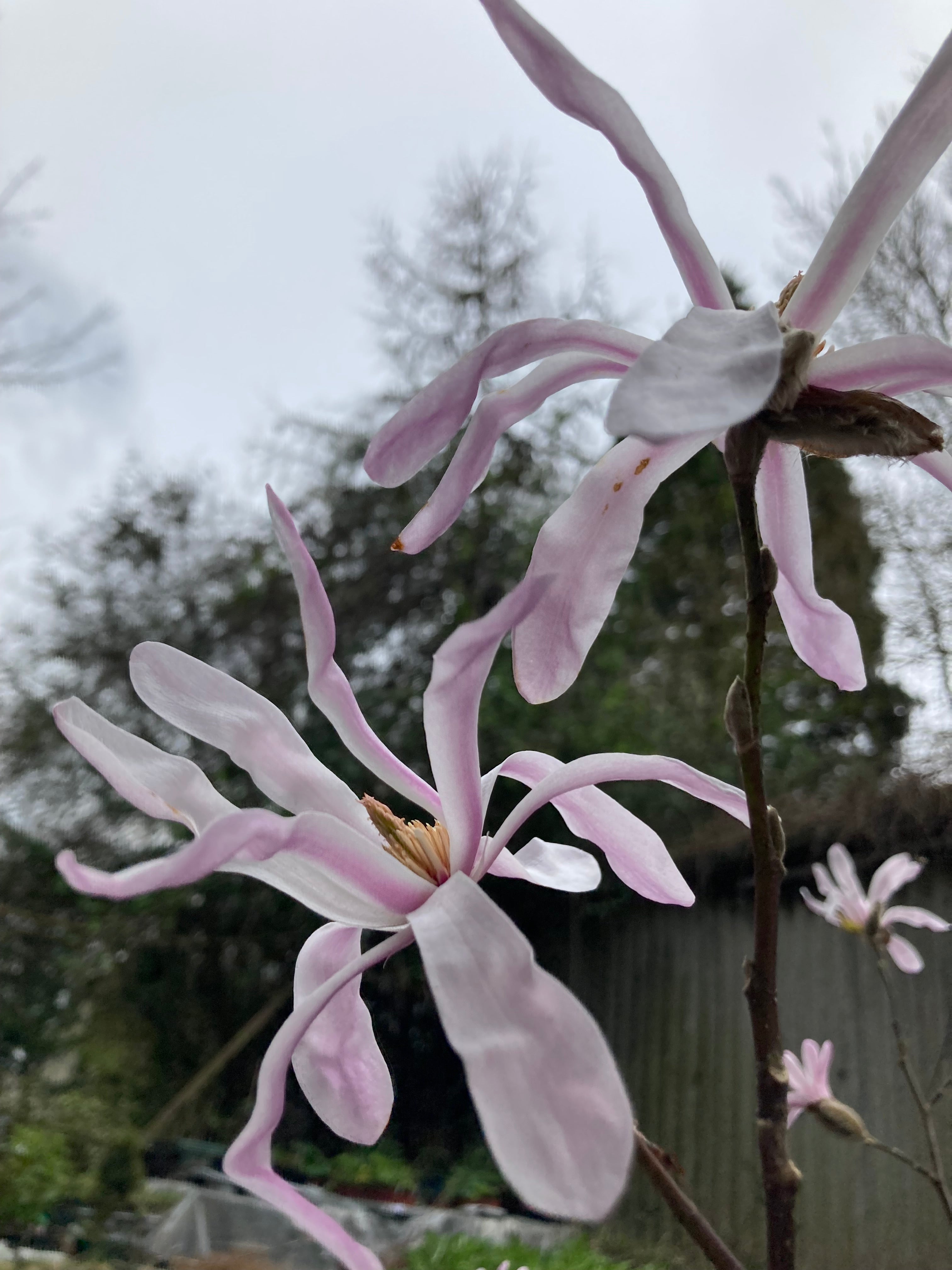 Magnolia stellata 'Rosea' (Containerised Shrub) 100cm Height (Free UK Postage)