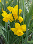 Daffodil 'Marie Curie' (Bulbs) Free UK Postage