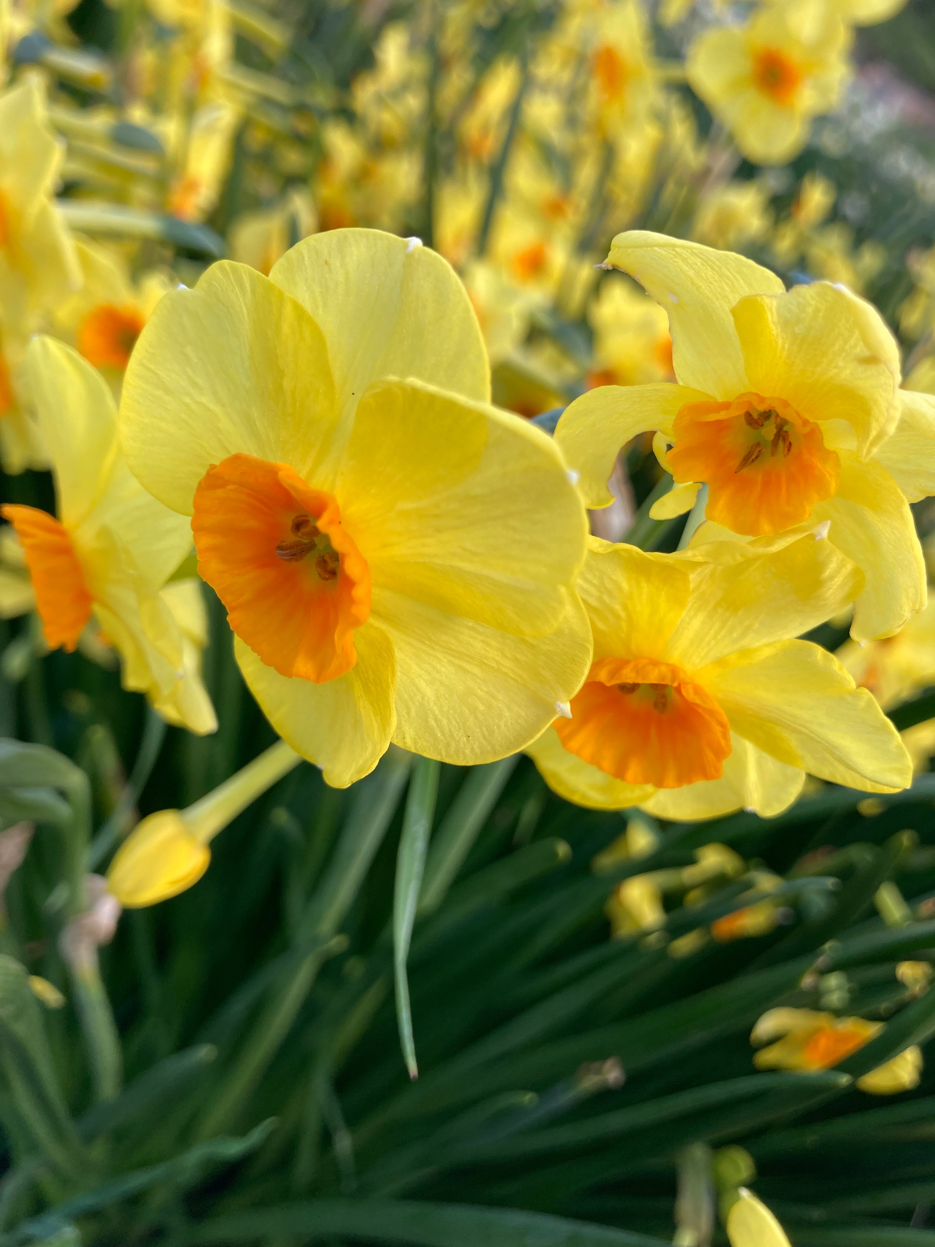 Narcissus 'Martinette' (Daffodil Bulbs) Free UK Postage
