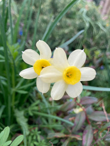 20 Dwarf Daffodil 'Minnow' Bulbs (Narcissus) Free UK Postage