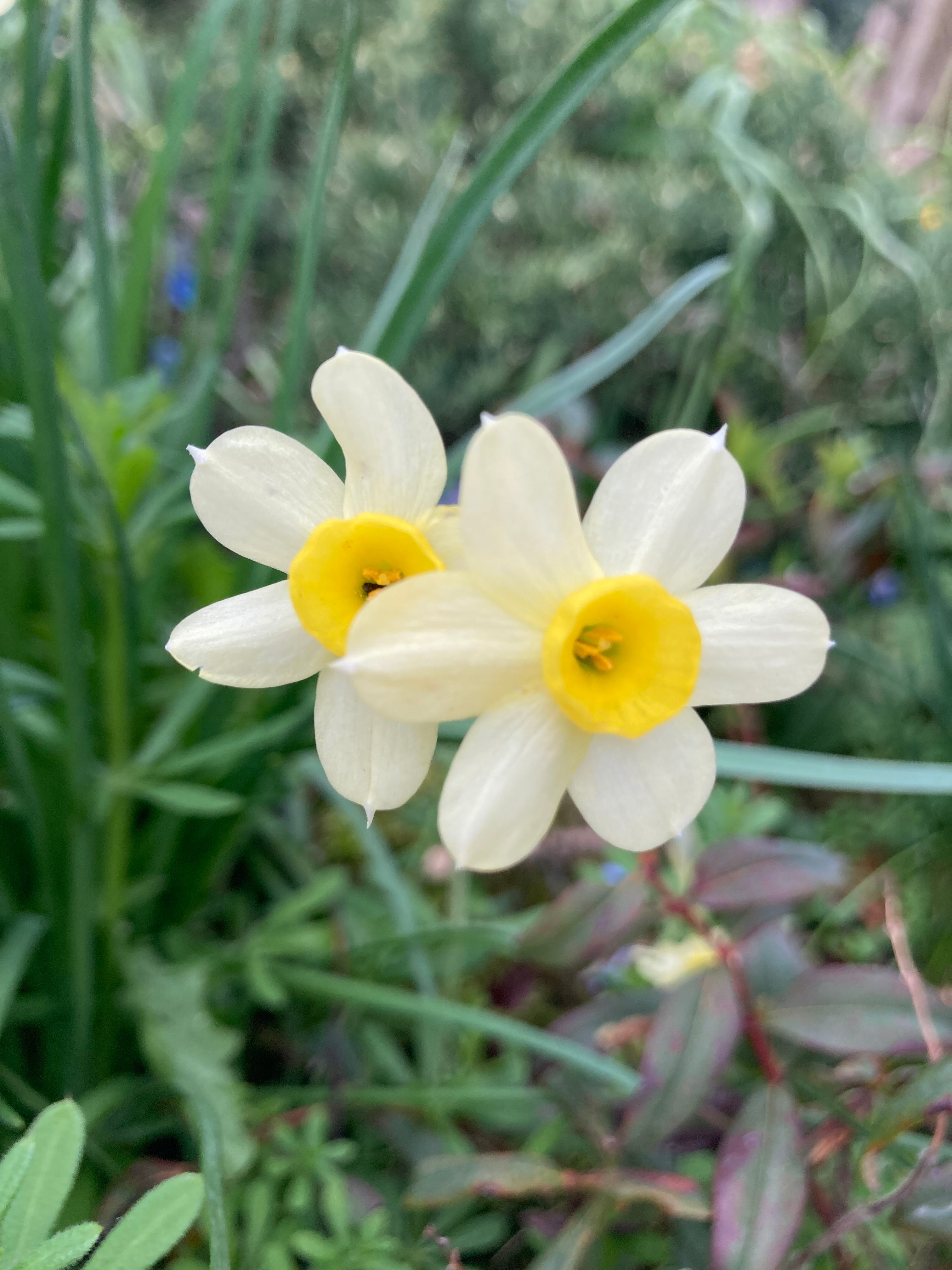 10 Dwarf Daffodil 'Minnow' Bulbs (Narcissus) Free UK Postage