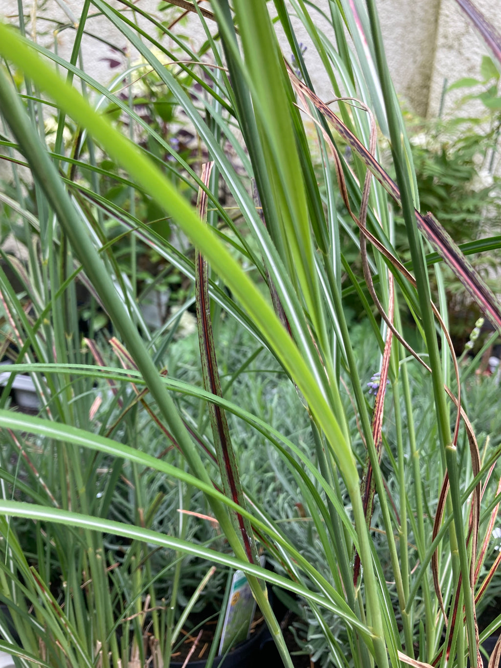 Miscanthus 'Yaka Dance' or Silvergrass (12 cm Dia Pot) Free UK Postage