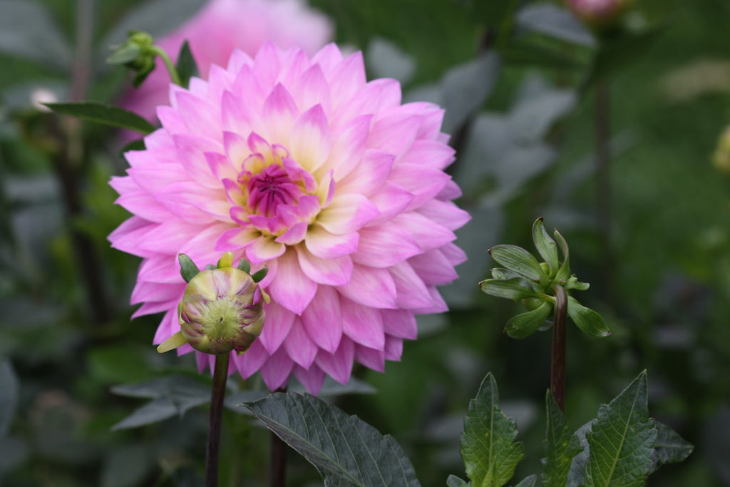 Dahlia 'Miss Delilah' decorative medium flowered - 2, 3 or 5 tubers - Free delivery within the UK