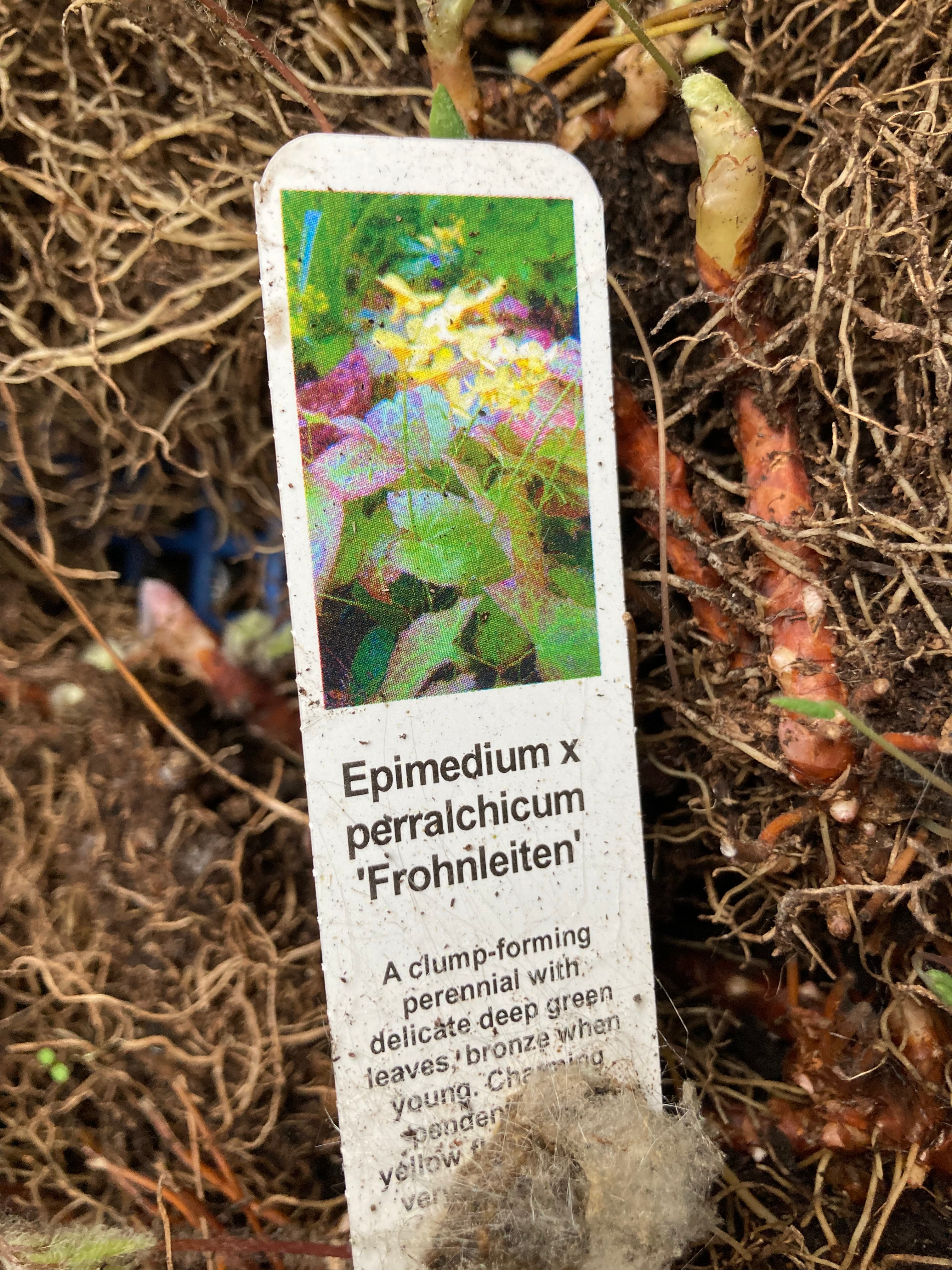 Epimedium Frohnleiten or Bishop's Mitre (Sections of Bare Root) Free UK Postage