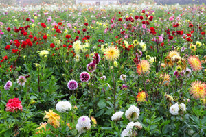 Three Mixed Dahlia Tubers (Free UK Postage)