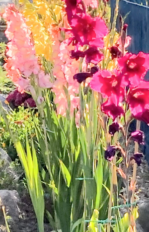 Mixed Gladioli Corms Ready-To-Plant (Free UK Postage)