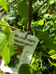 Established Black Mulberry (Containerised in a 5 Litre Pot (Free UK Postage)