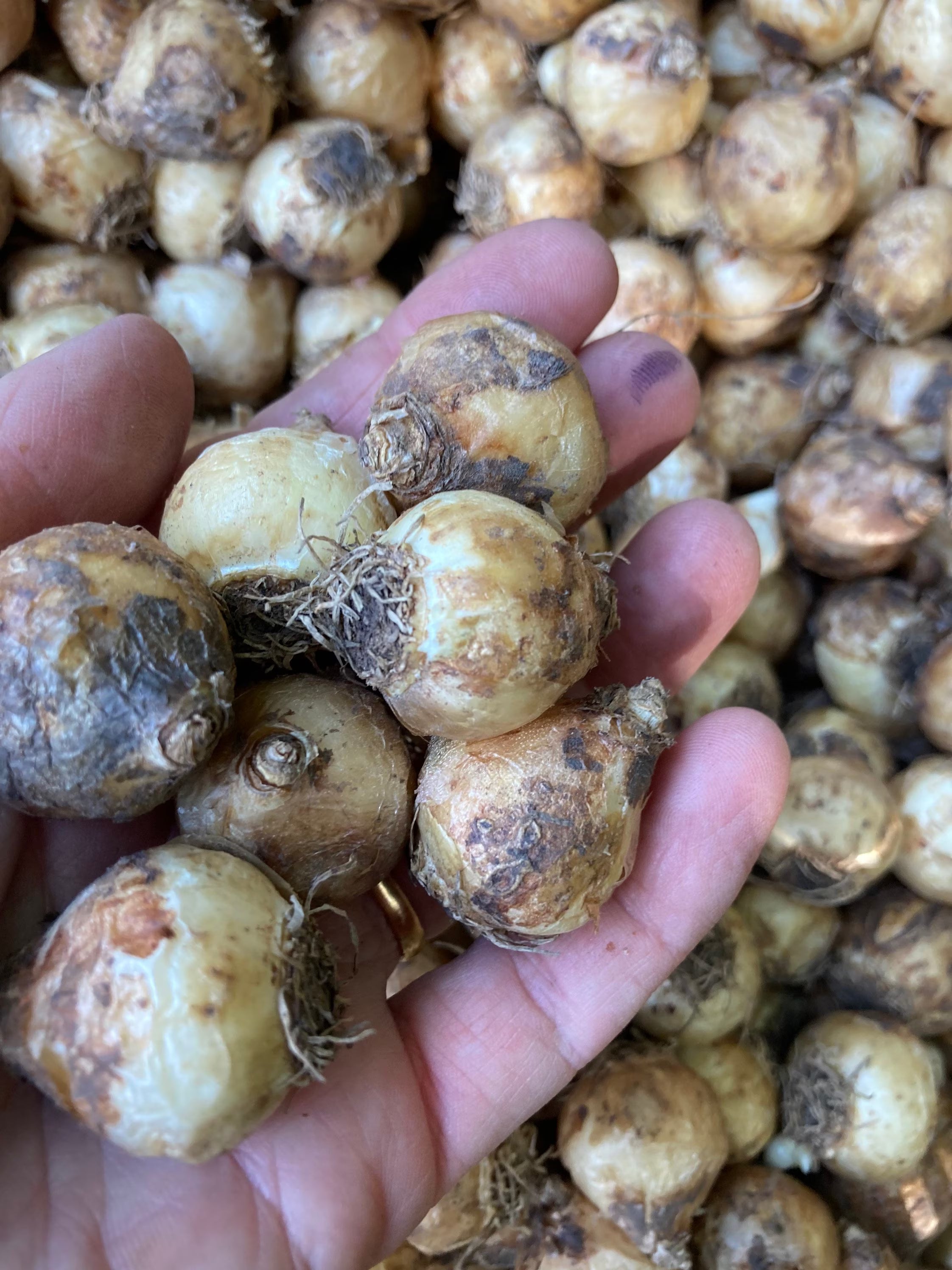 Twenty Grape Hyacinth or Muscari (Bulbs) Free UK Postage