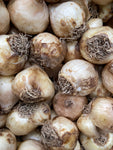 Ten Muscari Bulbs (Grape Hyacinth) Free UK Postage