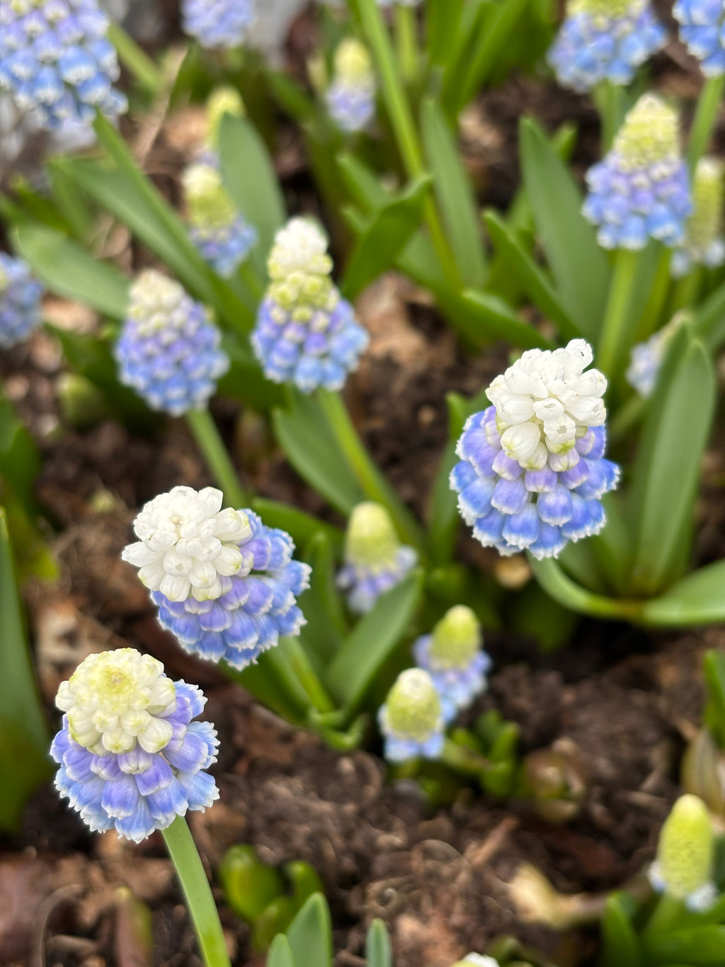 Grape Hyacinth or Muscari 'Mountain Lady (Bulbs) Free UK Postage
