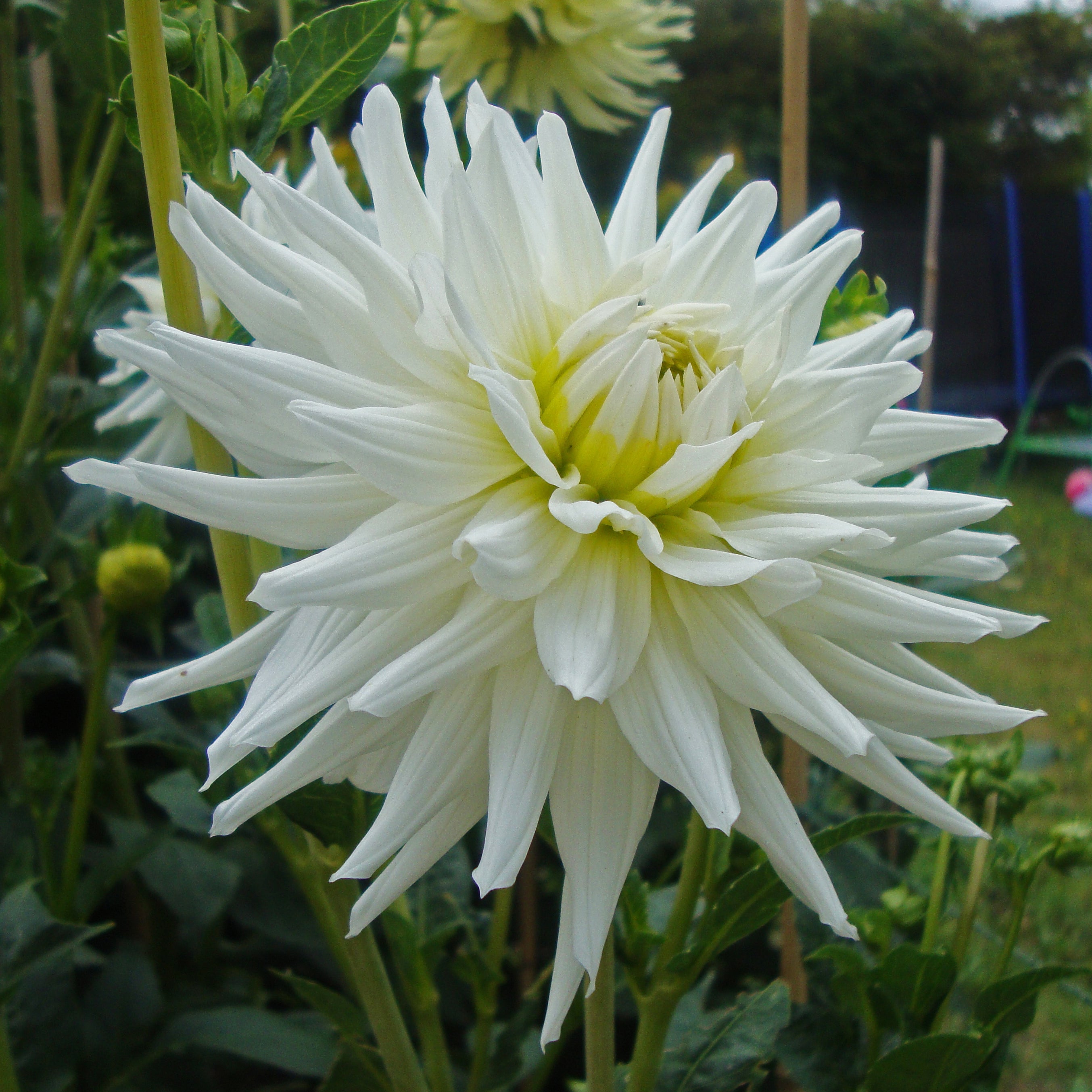 Dahlia 'My Love' semi-cactus flowered - 2, 3 or 5 tubers - Free delivery within the UK