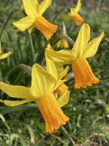 Narcissus 'Jetfire' (Cyclaminieus) Free UK Postage
