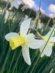 Dwarf Daffodil 'Pueblo' Bulbs (Narcissus) Free UK Postage