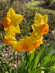 Daffodil or Narcissus 'Cornish Dawn' (Bulbs) Free UK Postage