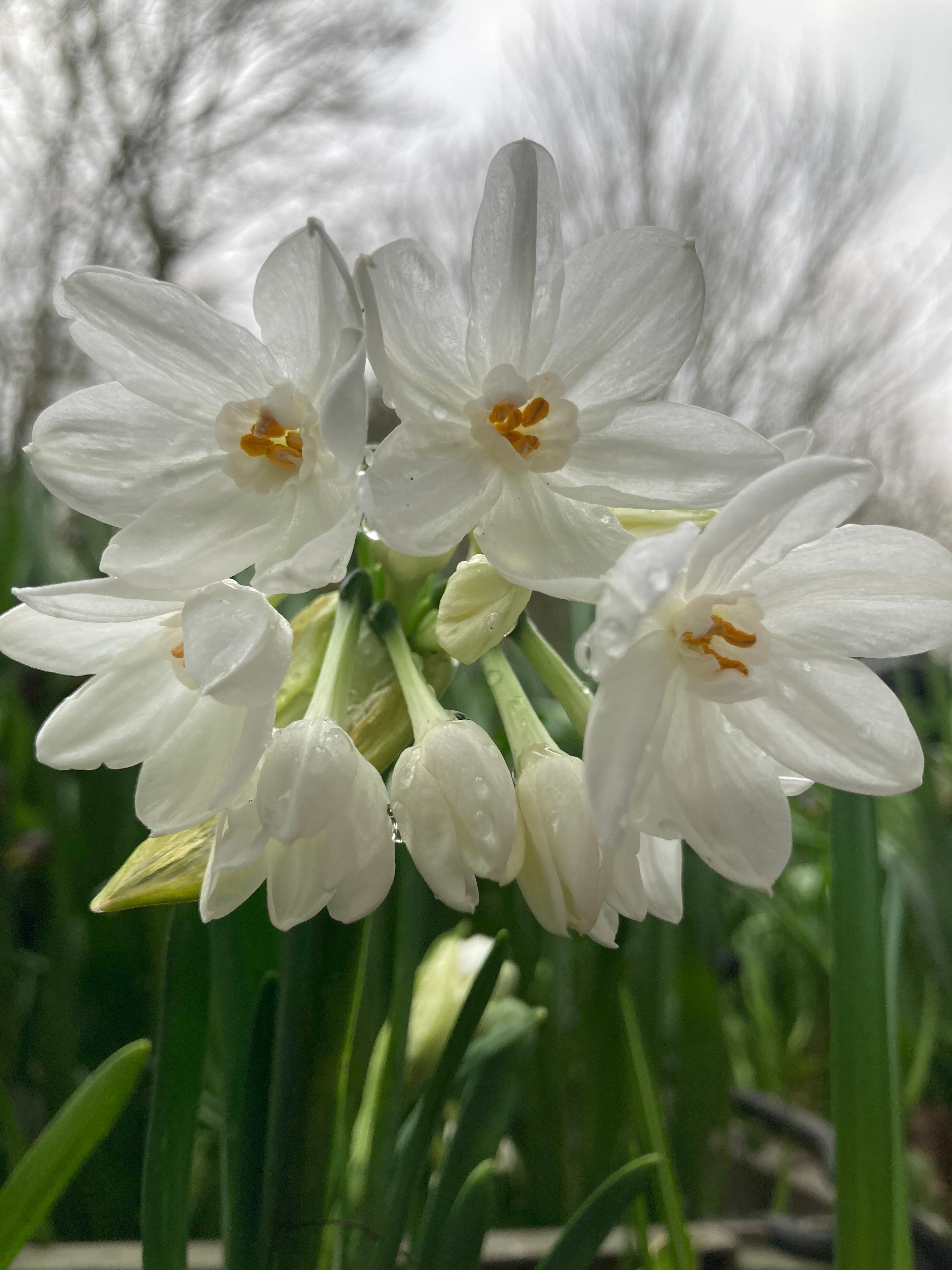 Narcissus 'Paperwhite Inbal' (Bulbs) Free UK Postage