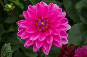 Dahlia 'Nashville' decorative small flowered - 2, 3 or 5 tubers - Free delivery within the UK