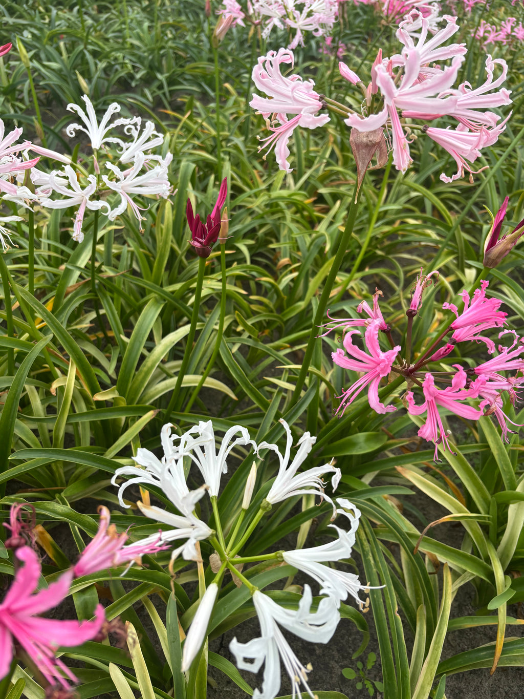 Mixed Bowden Lily or Nerine bowdenii (Bulbs to Plant Yourself) Free UK Postage
