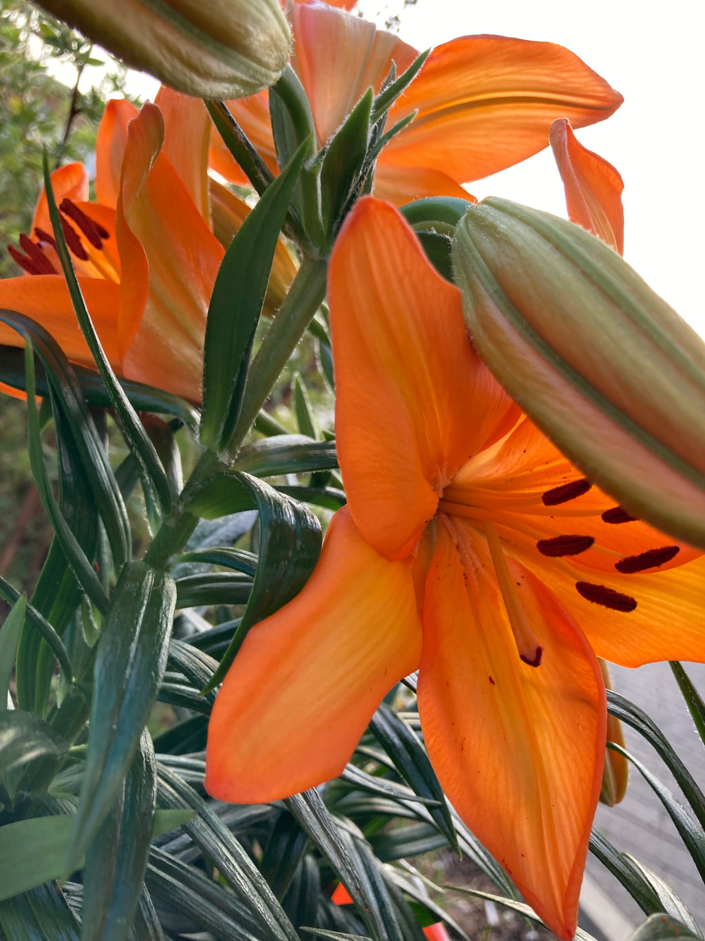 Orange Tiger Lily Bulbs (Lilium asiatic) Free UK Postage
