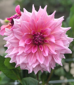 Dahlia 'Otto's Thrill' decorative dinnerplate flowered - 2, 3 or 5 tubers - Free delivery within the UK