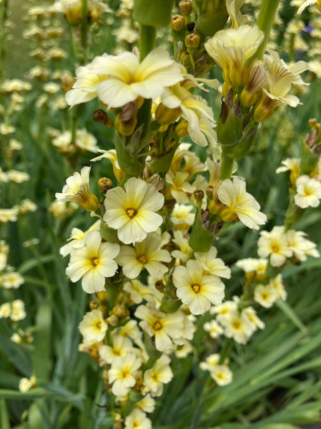 Sisyrinchium striatum or Pale Yellow-Eyed Grass  Established in 12cm Dia Pots (Free UK Postage)