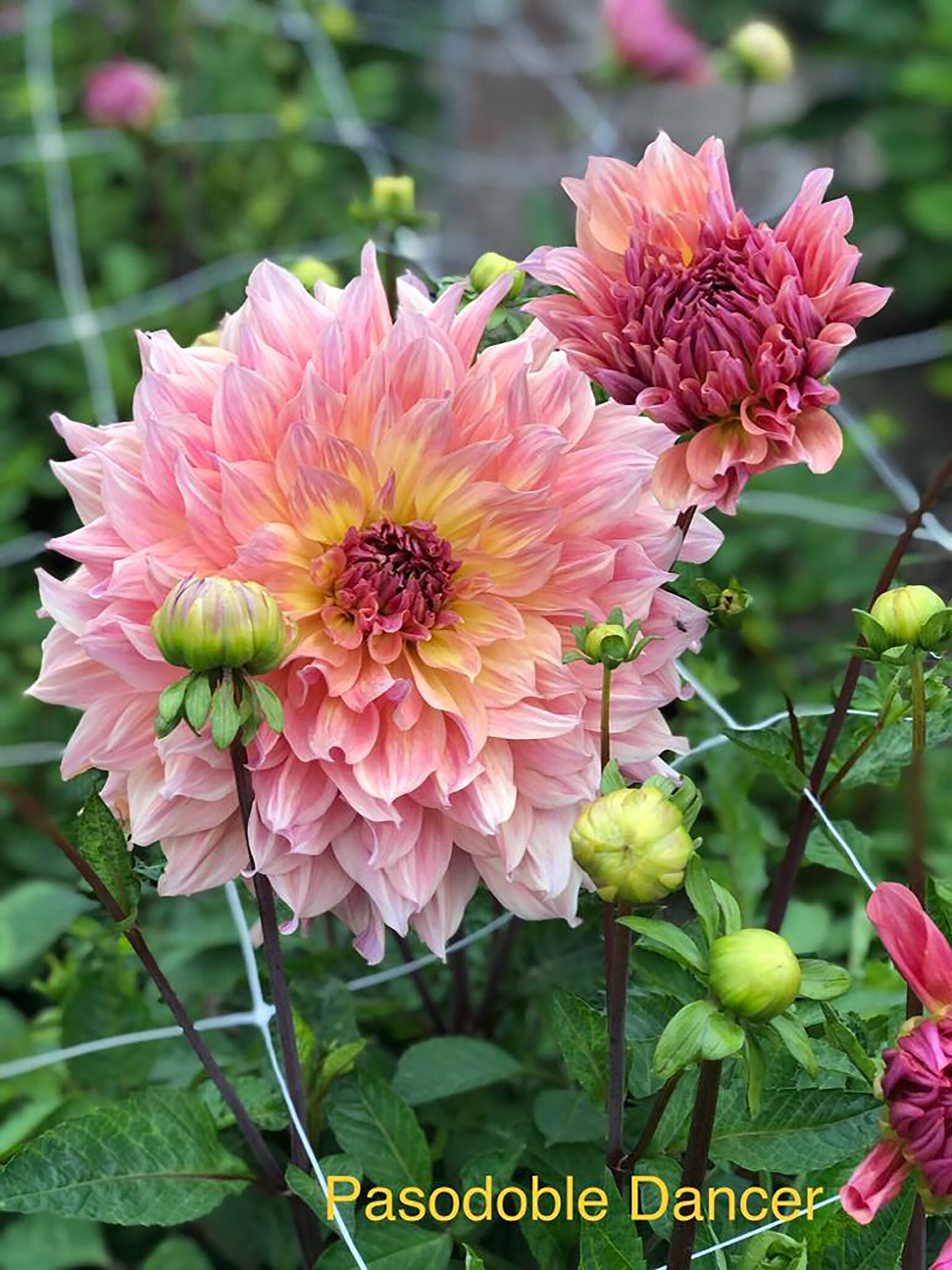 Dahlia 'Pasa Doble Dancer' decorative large flowered - 2, 3 or 5 tubers - Free delivery within the UK