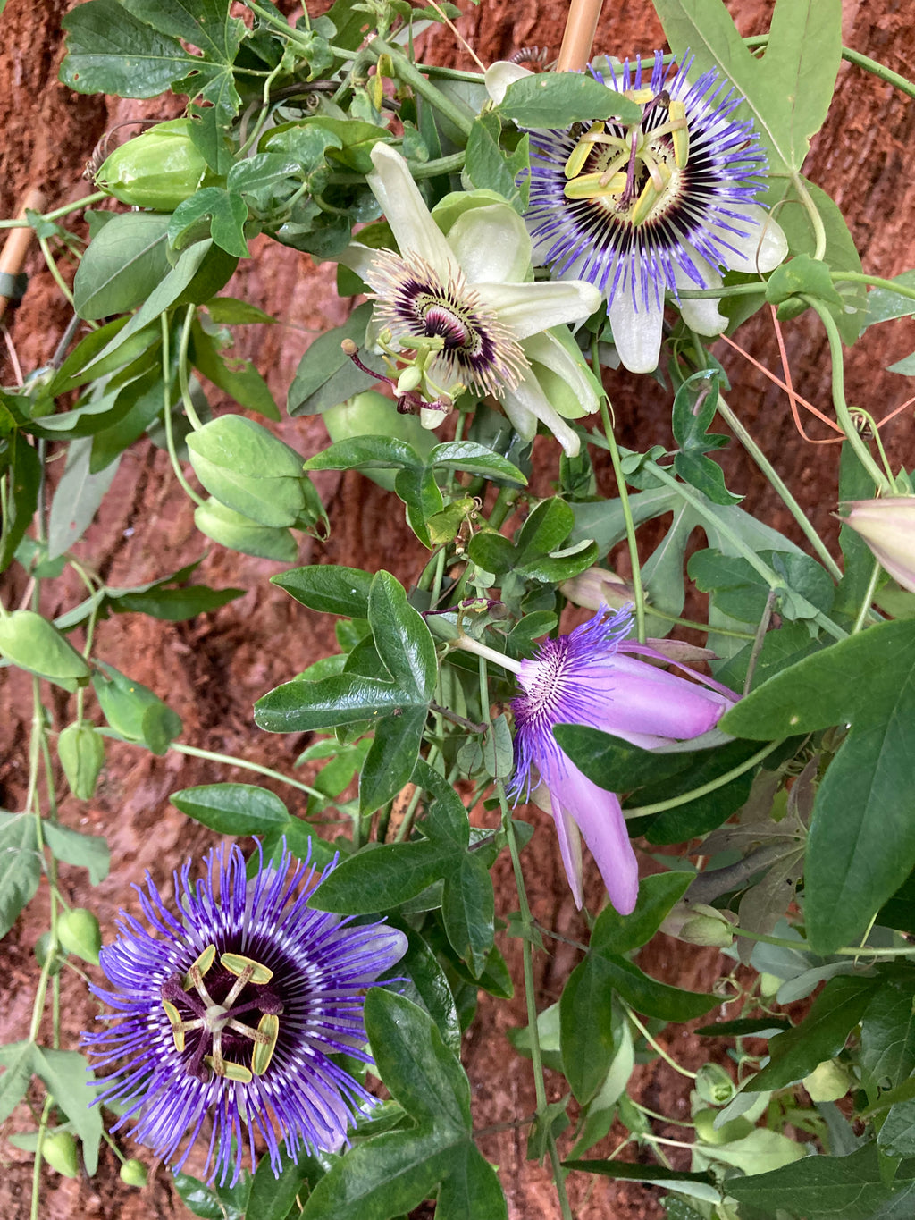 Three Mixed Varieties of Passion Flower Plants (Passiflora) in 2 litre Pots (Free UK Postage)