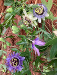 Three Mixed Varieties of Passion Flower Plants (Passiflora) in 2 litre Pots (Free UK Postage)