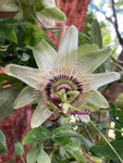 White Passion Flower Plants (Passiflora caerulea 'Contance Elliot') in 2 litre Pots (Free UK Postage)