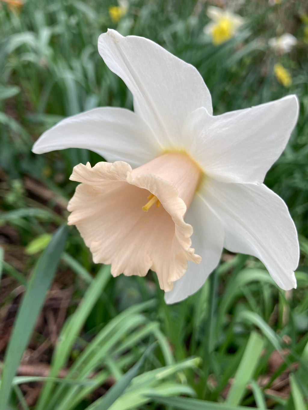 Daffodil 'Pastel Gem' Bulbs (Narcissus) Free UK Postage