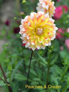 Dahlia 'Peaches and Cream' decorative medium flowered - 2, 3 or 5 tubers - Free delivery within the UK