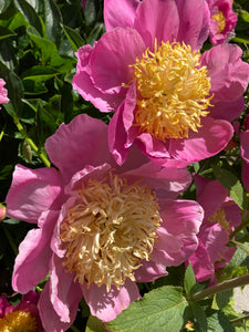 Pink Peony 'Bowl of Beauty' (Bare Root Sections) UK Free Postage