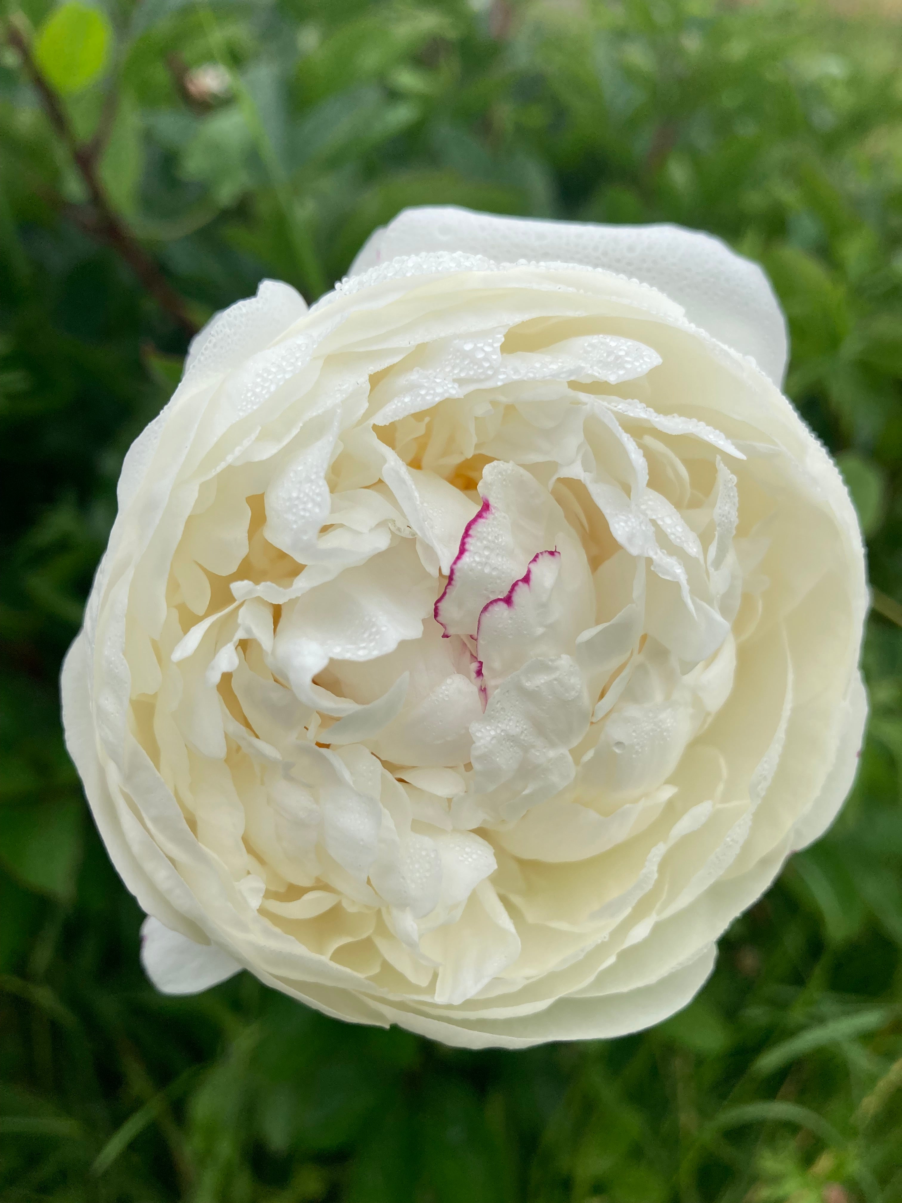 Peony 'Festiva Maxima' (Budding Sections of Roots) Free UK Postage