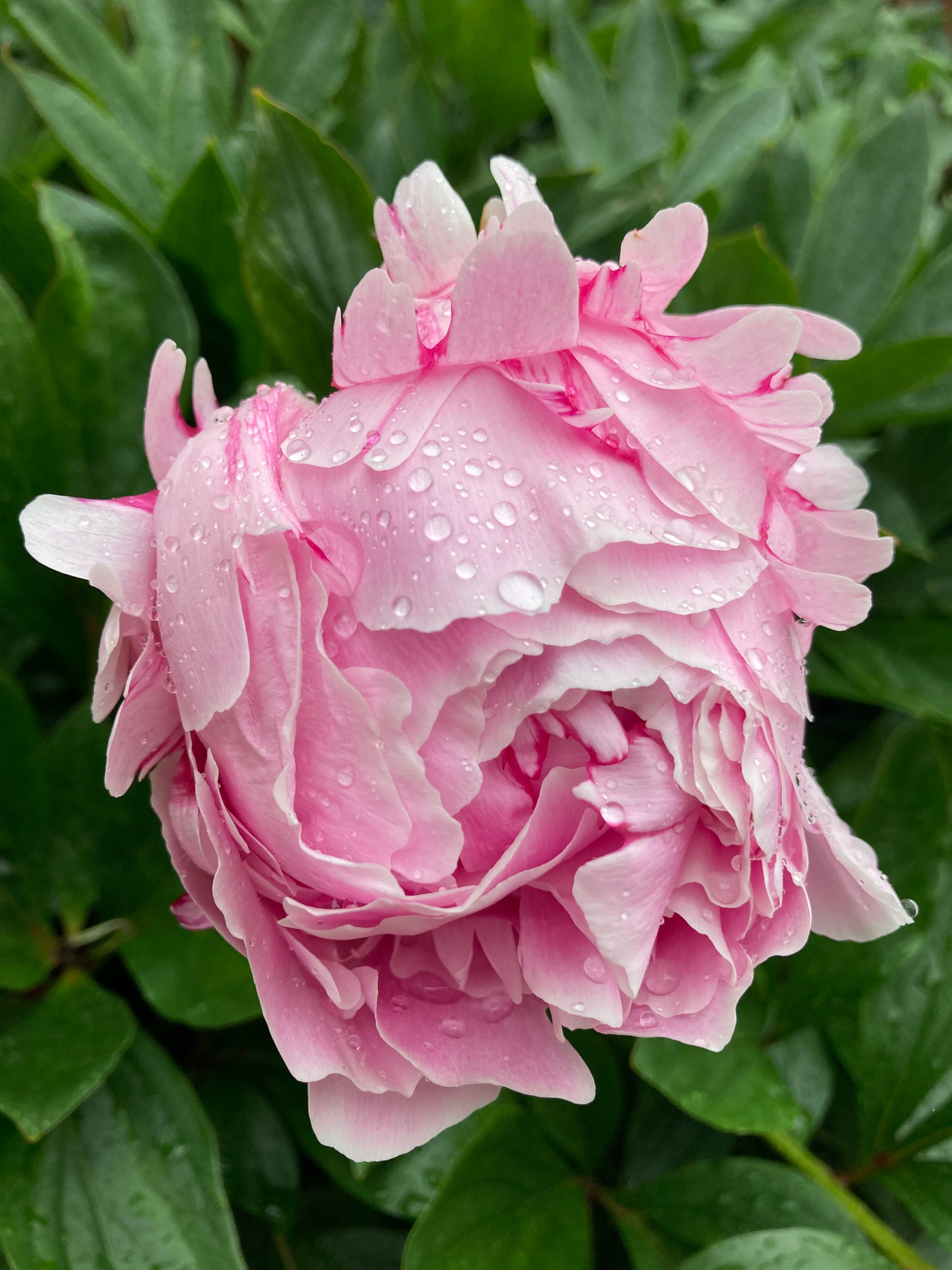 Pink Peony 'Sarah Bernhardt' (Sections of roots) Free UK Postage