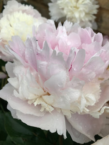 Peony 'Sorbet' (Budding Sections of Roots) Free UK Postage