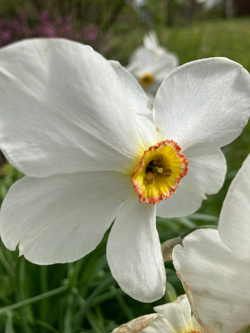 Daffodil 'Pheasant Eye' Bulbs (Narcissus poeticus) Free UK Postage