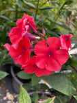 Coral-Pink Phlox x paniculata 'Adessa' (9cm Dia Pots) Free UK Postage