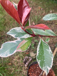 Photinia x fraseri 'Louise' (Containerised) 1m Height (Free UK Postage)