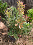 Pieris japonica 'Carnaval' Shrub in a 15 cm Pot (Free UK Post)