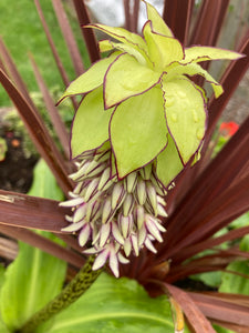 Two-Colour Pineapple Lily Bulbs (Eucomis) Free UK Postage