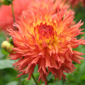 Dahlia 'Pinelands Pam' semi-cactus flowered - 2, 3 or 5 tubers - Free delivery within the UK