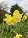 Dwarf Daffodil 'Verdin' Bulbs (Narcissus) Free UK Postage